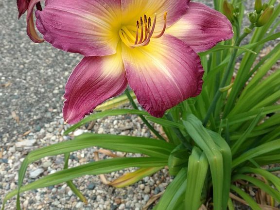 Day Lily