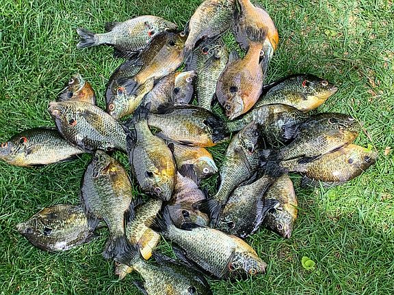 Fishing is the best!! Redear, crappie, and bass are plentiful right off the dock.