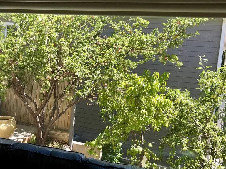 Window View