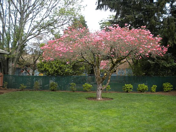 Dogwood Tree Back Yard