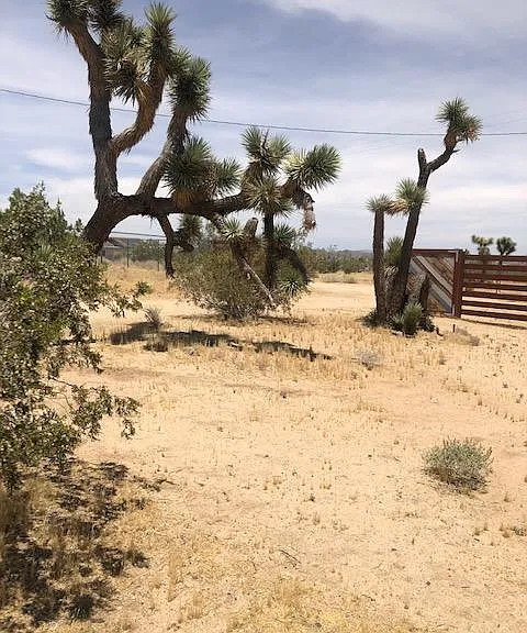 amongst the Joshua Trees