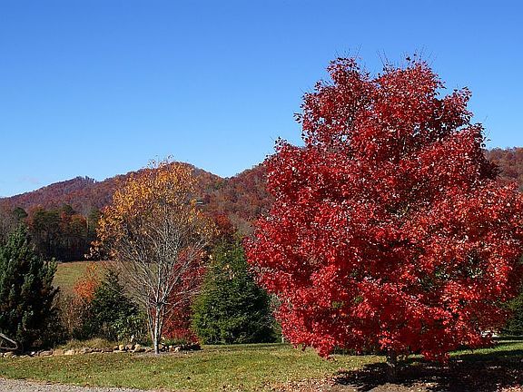 Fall and longview