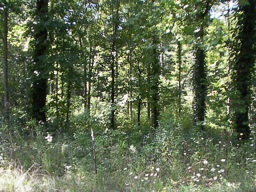2nd image of River Rd