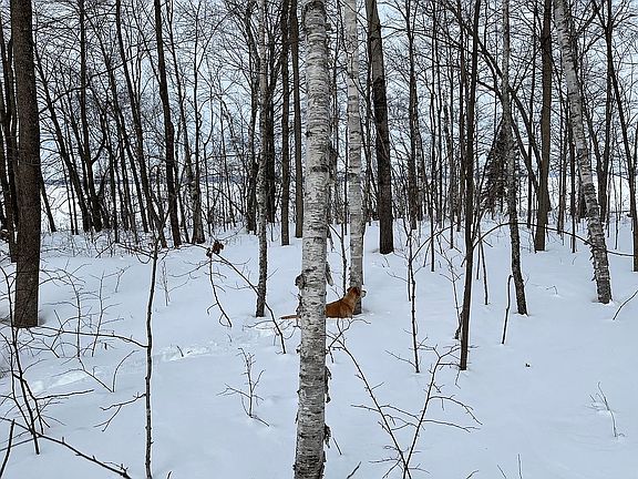 View from lot facing lake