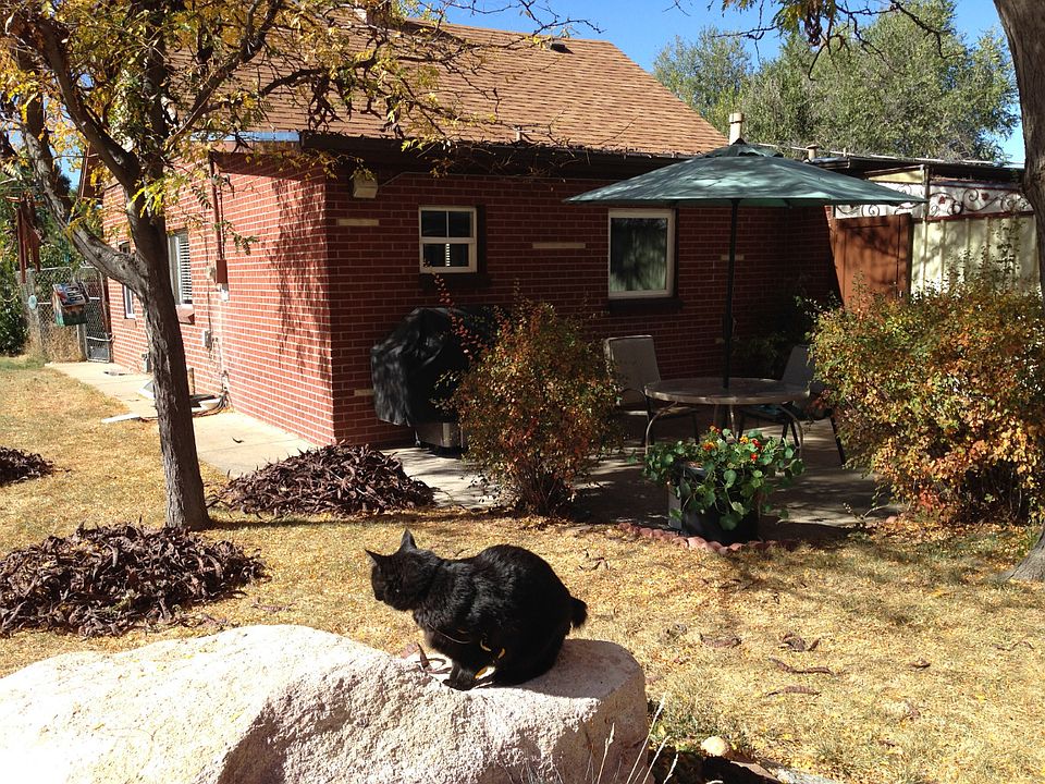 "Rabo" the Manx greets you!