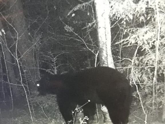3rd image of Whites Branch Rd