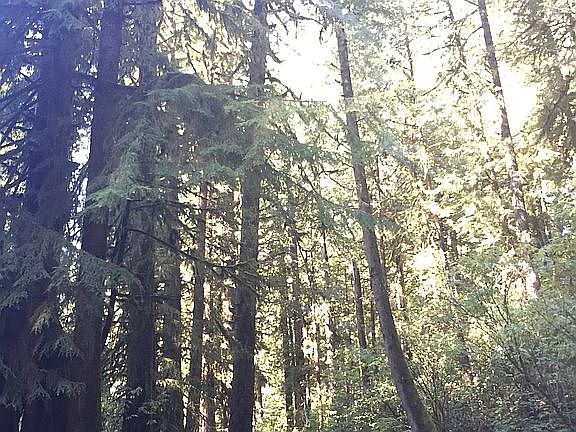 Munson Creek Falls