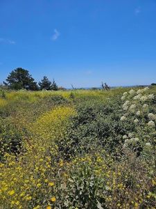 0 Vienna, Half Moon Bay, CA, 94019