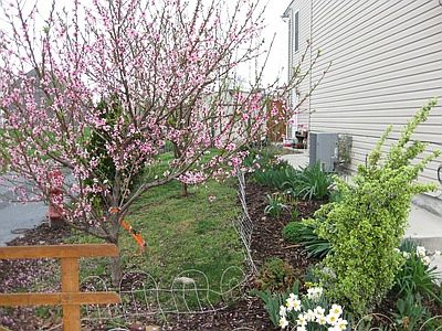 flower beds and fruit trees 