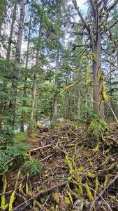 87020 NE 122nd Street, Skykomish, WA, 98288