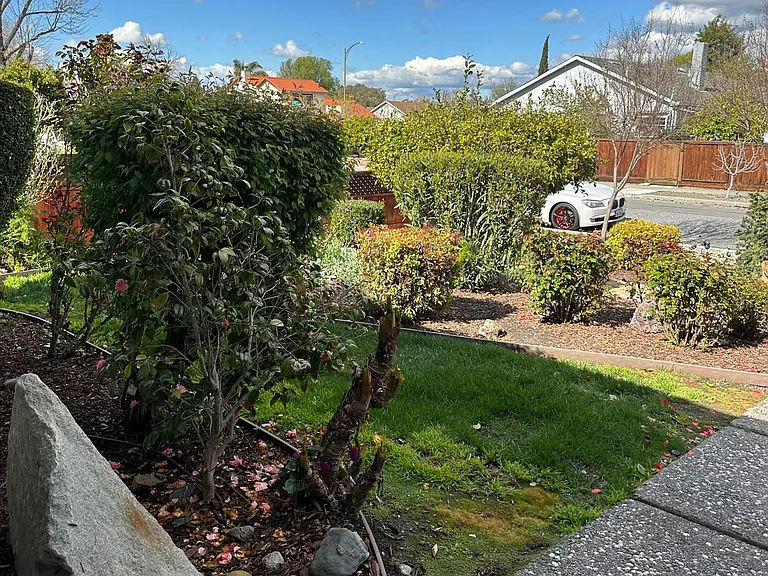 front yard