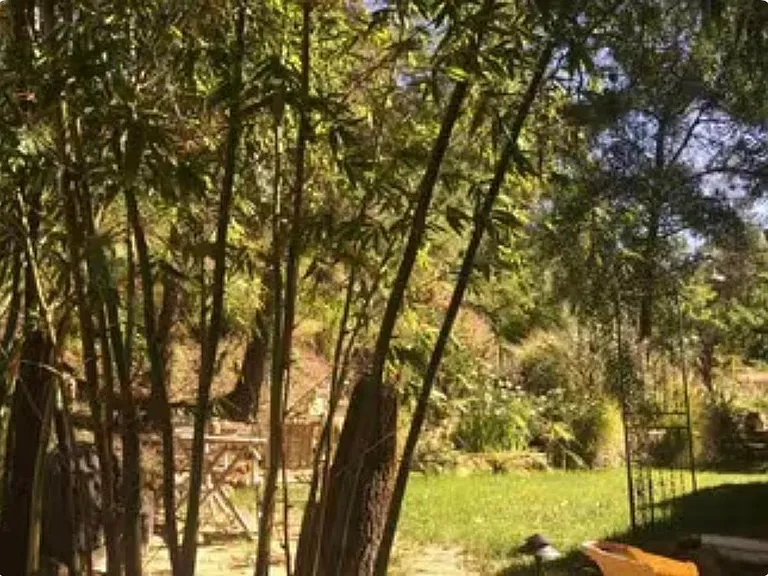 NW side yard