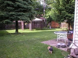 back yard