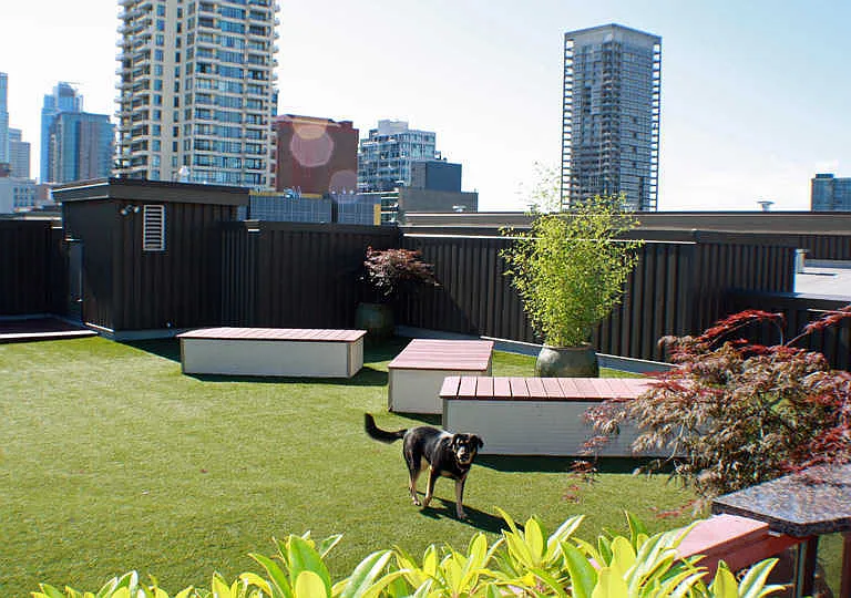 Off-leash Rooftop Dog Park