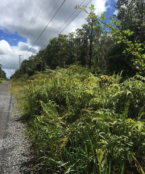 2nd image of Jungle King Ave Lot 69