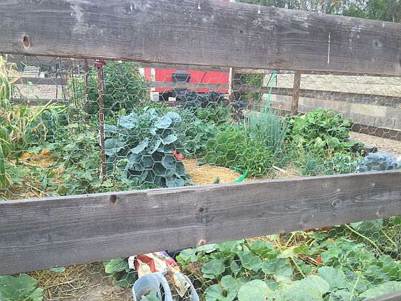 Fenced organic garden