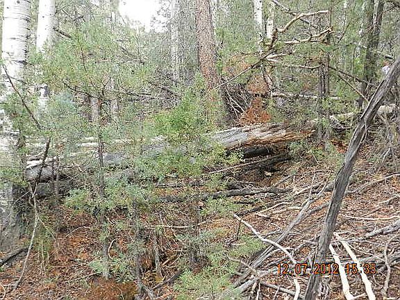 natural year round spring