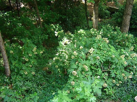 wooded  backyard w/banks of hydrangeas