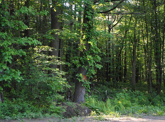 2nd image of 0 Bull Run Road