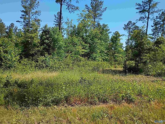 5th image of TRACT-12C Thirteen County Rd #711