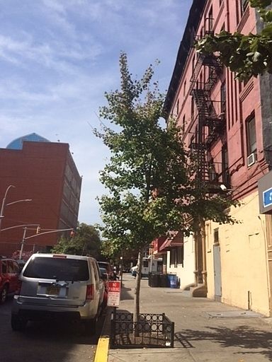 2nd image of 153 E 150th Street