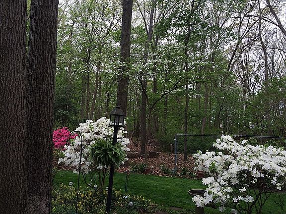 Azaleas abound the property