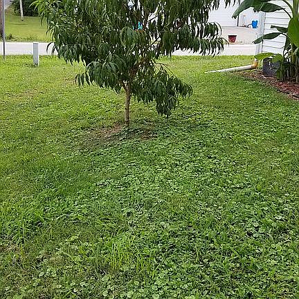 Peach tree in front yard