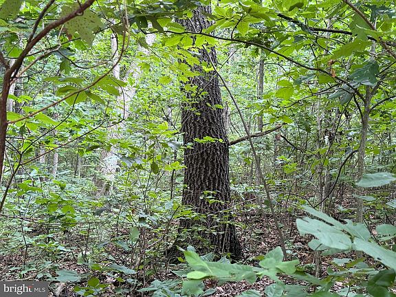 4th image of TRACT 3 2232/acres At 2668 Moss Rd