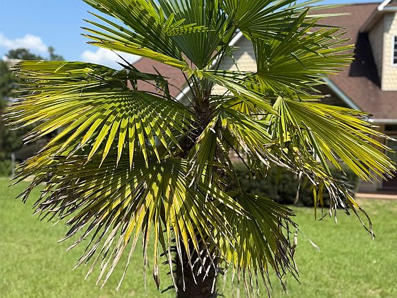 5th image of 110 Camellia Cir