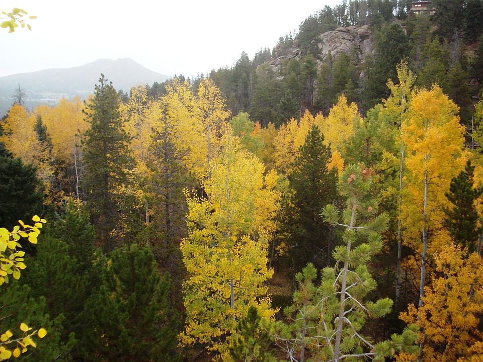 aspens in the fall