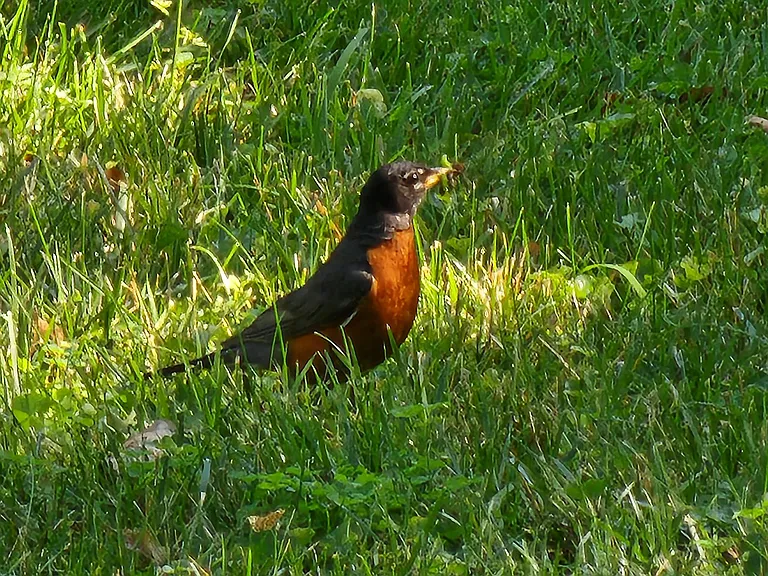 Yard is an ideal place for bird watching