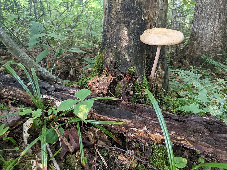 0 Leroux Road, Lyndonville, VT 05851 MLS 4882484 Zillow