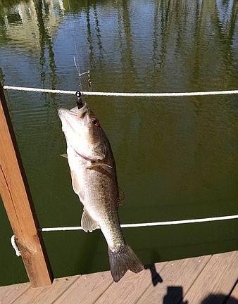 No fish were harmed making this picture
						:
						Lots of bass,crappie and a few pumpkinseed