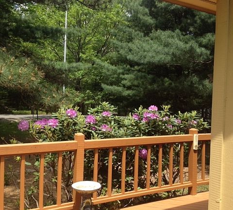 Rhododendron at Front Deck