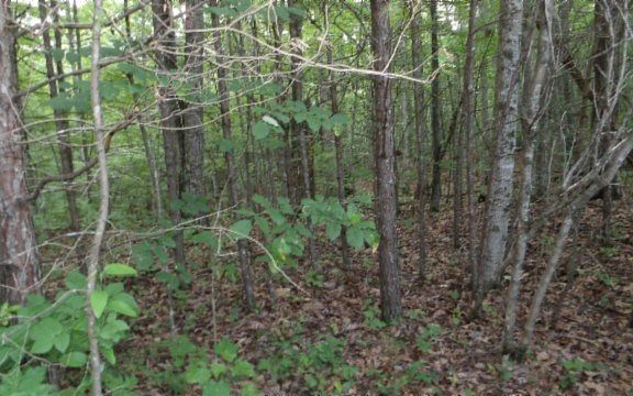 4th image of LOT 308 Hilltop Ln