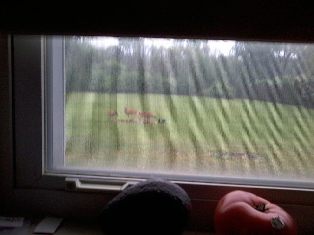 deer, looking from kitchen