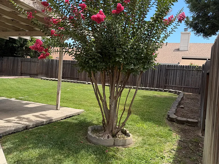 Backyard looking left