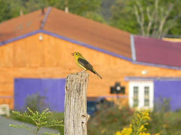 the view from the driveway