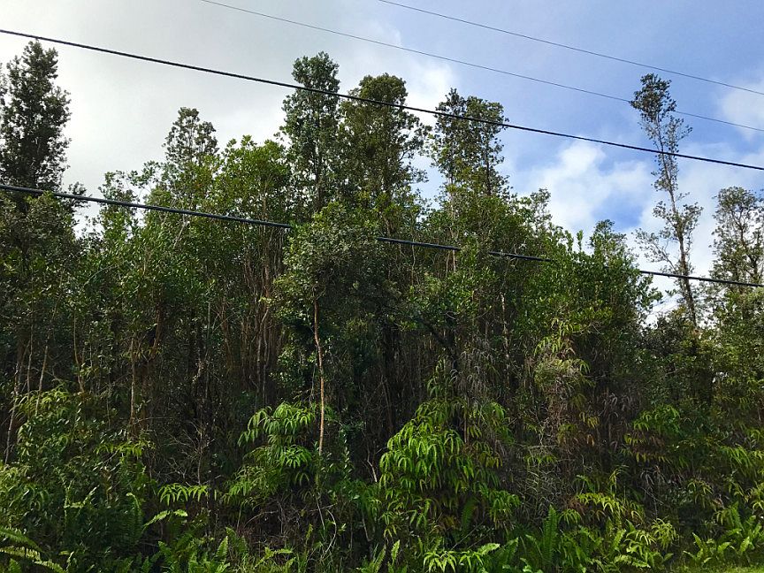 View into center of Lot 7454