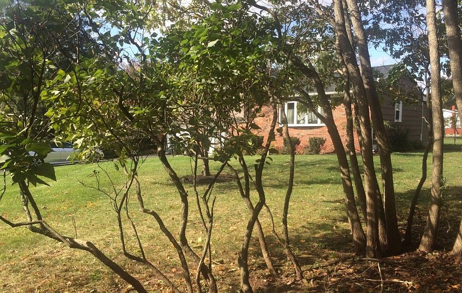 2nd image of 84 Garden Ave