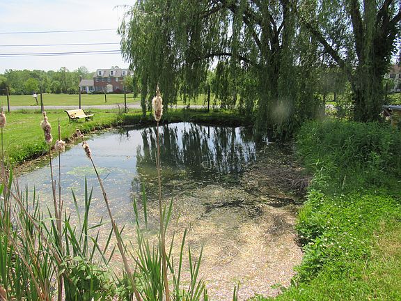 Pond