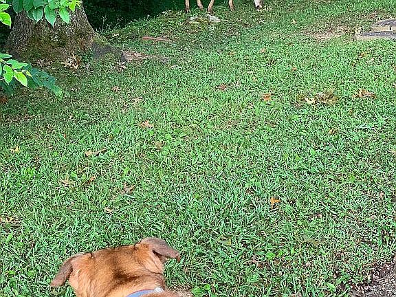 Wildlife on morning walk!