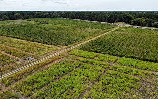 Planted Pines & Dove Field