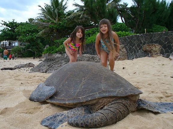 Turtles often on beach