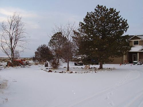 Mature Pine in center of circular drive