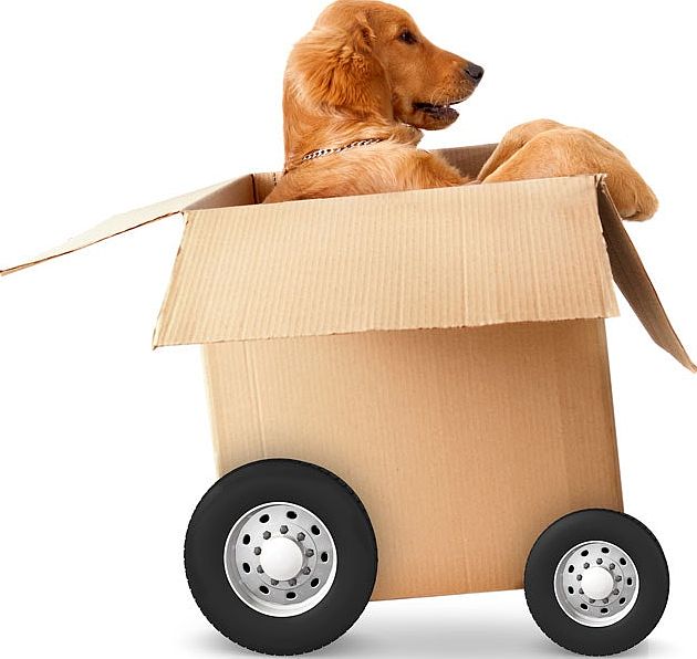 YOU LOVE YOUR PETS! WE DO TOO!