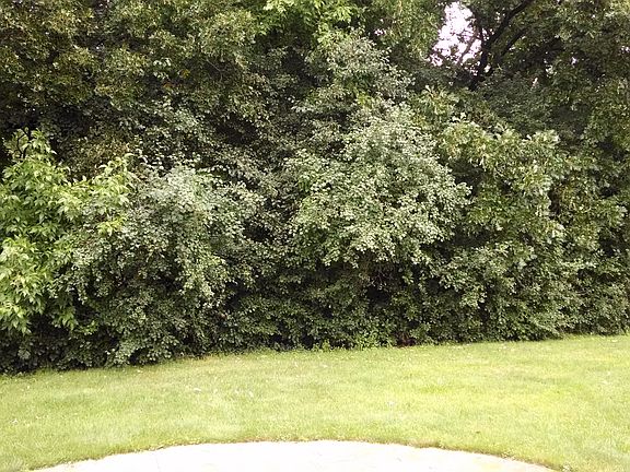 View from patio door