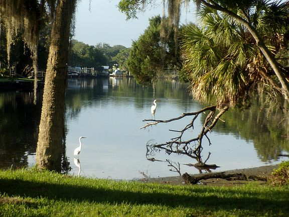 Your backyard full of wildlife, manatees, and dolphin.