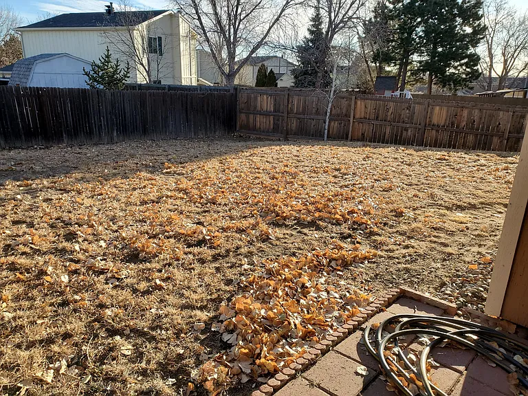 Back Yard