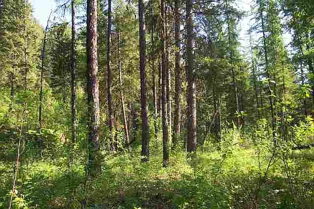 2nd image of 42XX Bussard Lake Rd